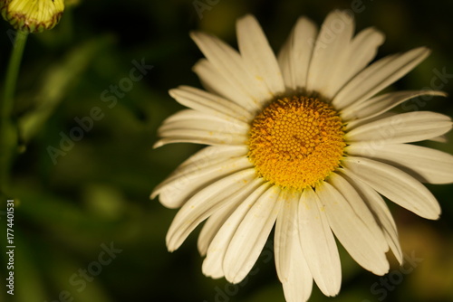 white daisy elongated petals golden center glowing dark backdrop