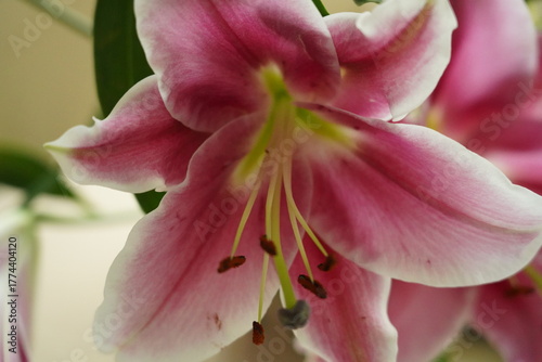 oriental hybrid lilies bloom with pink petals and sweet fragrance