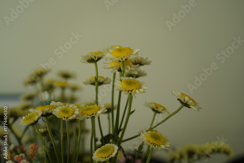daisy like flowers bloom with gentle joy and soft renewal energy