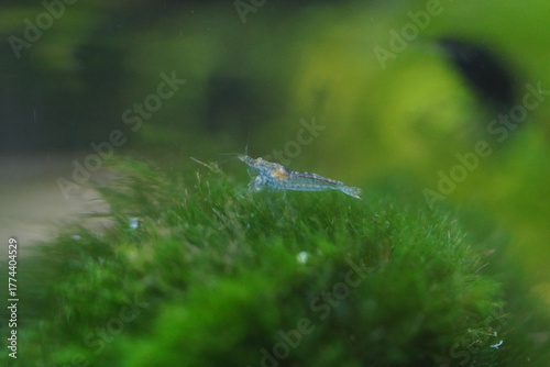 blue freshwater shrimp bring vibrant color to peaceful tanks