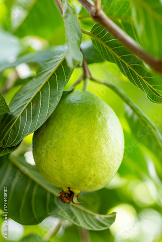 guava fruits on the branches of the tree