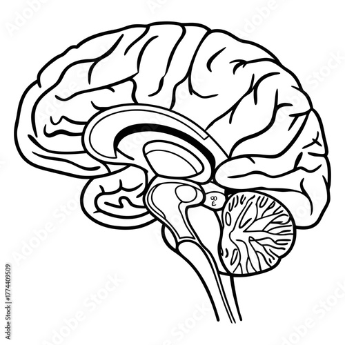 Human Brain Line Art Vector. Minimalist Anatomy Illustration. Medical and Science Concept Design.