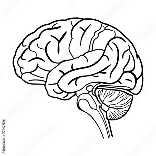 Human Brain Line Art Vector. Minimalist Anatomy Illustration. Medical and Science Concept Design.