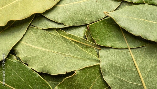 Fototapeta Naklejka Na Ścianę i Meble -  Macro bay leaves surface showing natural organic herb texture and culinary spice pattern