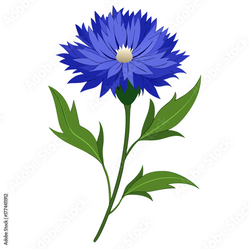 cornflower on white background