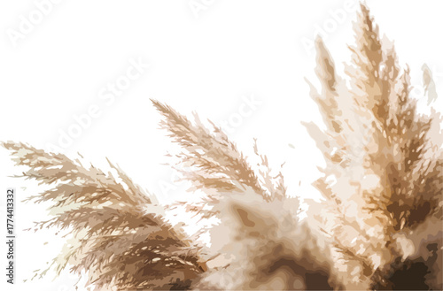 Pampas grass plumes soft beige color natural decoration element for design projects