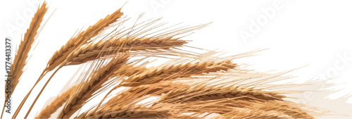Golden wheat ears close-up on white perfect for agriculture and harvest themes