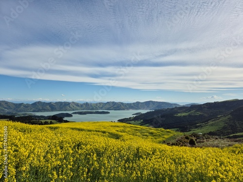 Canola Fields in Bloom at Orton Bradley Park, Banks Peninsula, New Zealand
