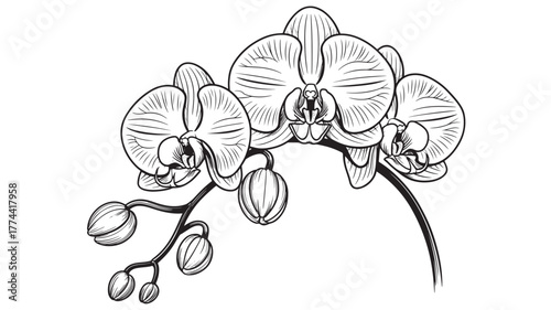 Elegant orchid flower illustration detailed line art drawing of tropical blooms isolated on white background