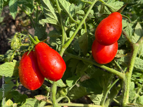 Tomatoes red roma tomato vegetables grow in the garden