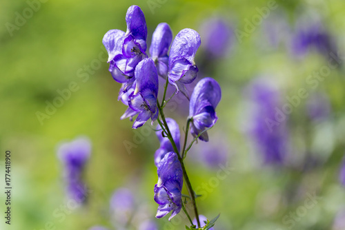 Aconitum sp. in the natural environment of the Carpathian Mountains. Aconitum moldavicum blooms in the Carpathian Mountains.