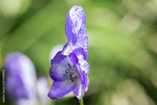 Aconitum sp. in the natural environment of the Carpathian Mountains. Aconitum moldavicum blooms in the Carpathian Mountains.