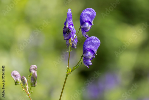 Aconitum sp. in the natural environment of the Carpathian Mountains. Aconitum moldavicum blooms in the Carpathian Mountains.