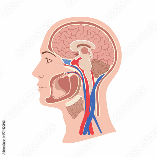 Detailed Flat Illustration Head Anatomy with Brain Cross Section Diagram