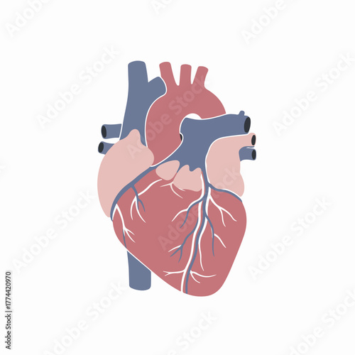 Flat Style Detailed Anatomical Human Heart Biology Healthcare Illustration