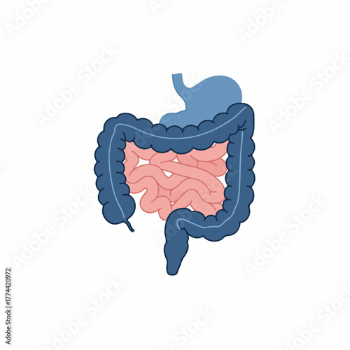 Flat Design Human Digestive System Diagram with Internal Organs Illustration