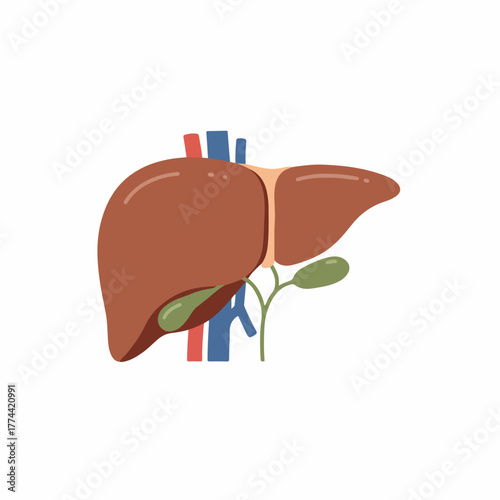 Simple Flat Liver Anatomy with Blood Vessel Illustration Medical Element