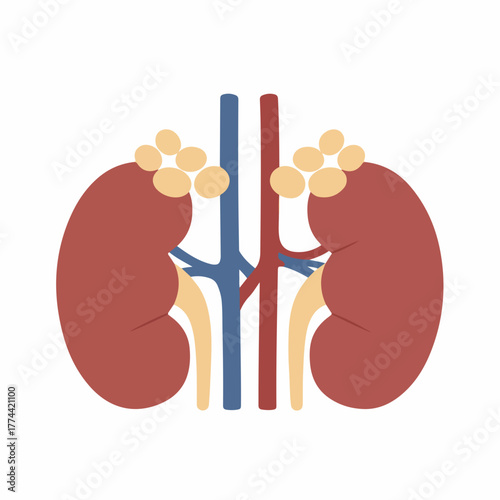 Flat Style Detailed Kidney Anatomy Illustration of Human Organ