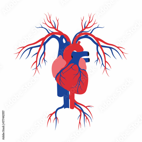 Abstract Flat Heart with Branches Anatomical Human Organ Illustration