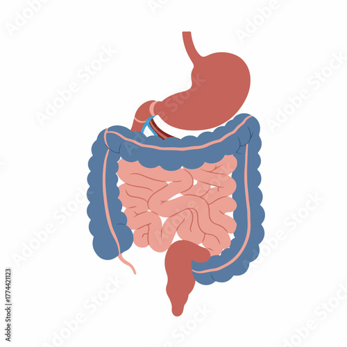 Flat Design Detailed Digestive System Internal Organ Educational Medical Illustration