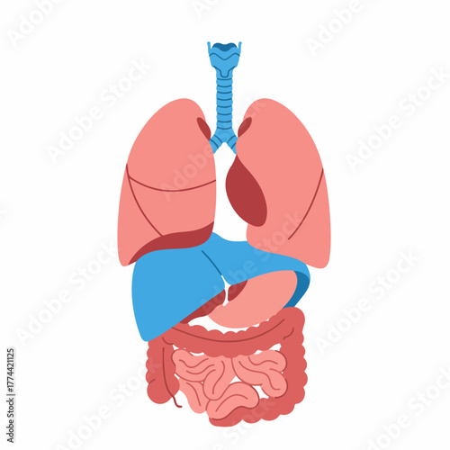 Flat Style Detailed Human Organ Anatomy System Body Illustration