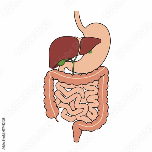 Flat Simple Digestive System Anatomy with Intestines Liver Stomach Illustration