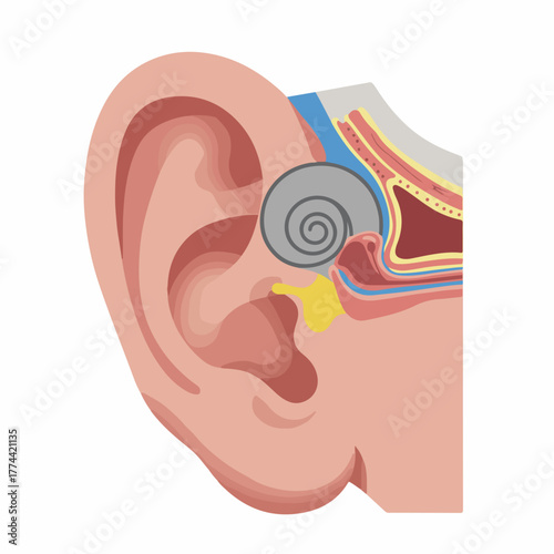 Detailed Medical Illustration Ear Anatomy Human Organ Educational Diagram
