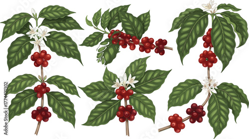 Botanical illustration of coffee plant with green leaves, white flowers, red cherries, detailed branch morphology, educational agricultural drawing, caffeine source
