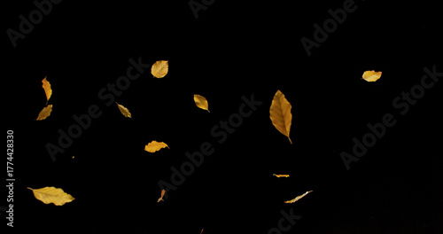 Falling Beech Leaves – Autumn Scene Isolated on Black. Photo for Seasonal Design, Background Overlays, or Creative Visuals.