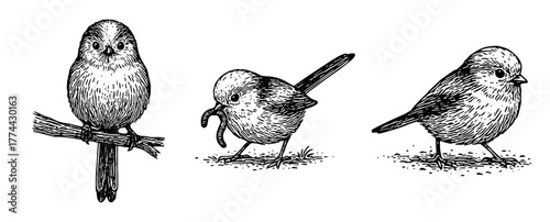 シマエナガの仕草を描いたペン画セット、Long-tailed Tit Behavior Pen Drawing Set
