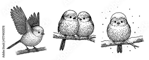 冬の枝にとまるシマエナガのペン画セット、Long-tailed Tit Pen Drawing Set on Winter Branches