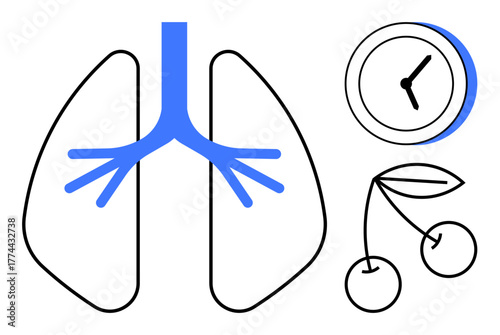 Stylized lungs with blue bronchial tubes, round clock indicating time, simple cherries with leaves. Ideal for health, wellness, respiration, timing, nutrition natural living balance. Simple flat