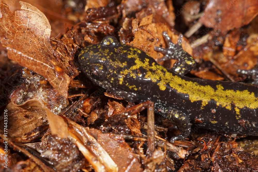 Naklejka premium Closeup on the North American Longtoed mole salamander , Ambystoma macrodactylum on the forest floor