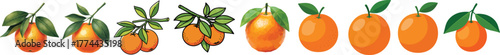 Fresh Orange Citrus Fruit on Branch Vector Collection with Leaves