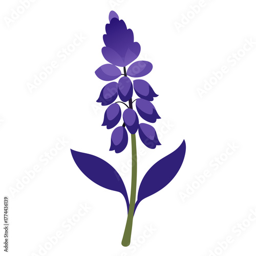  hyacinthoides popup eria silhouette on white background