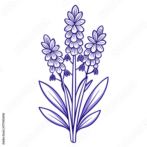  hyacinthoides popup eria line art on white background