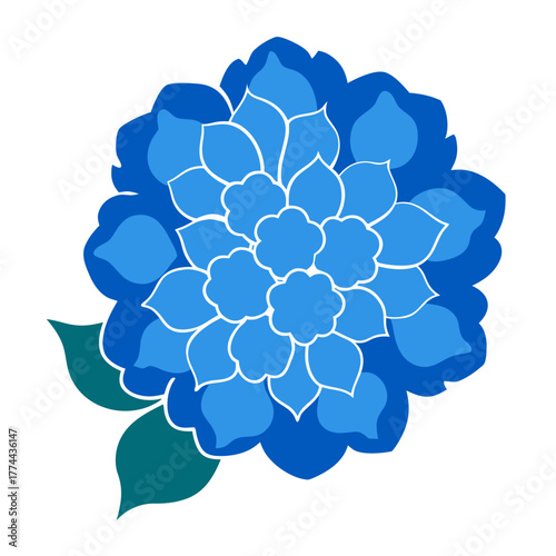 hydrangea azure blue hortensia  silhouette on white background