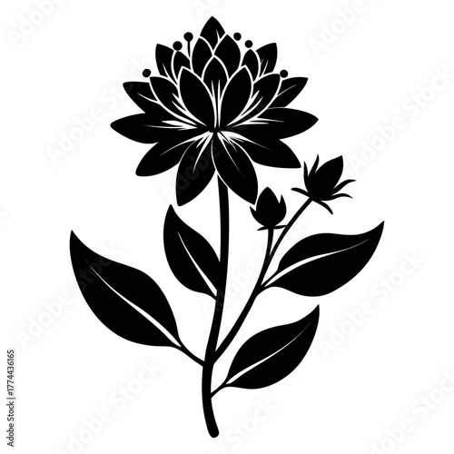 hebe speciosa flower silhouette on white background