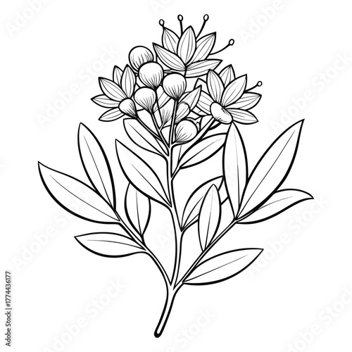 hebe speciosa  line art on white background