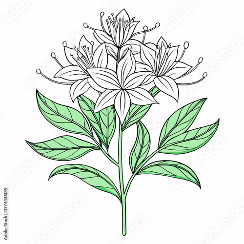 hebe speciosa line art on 