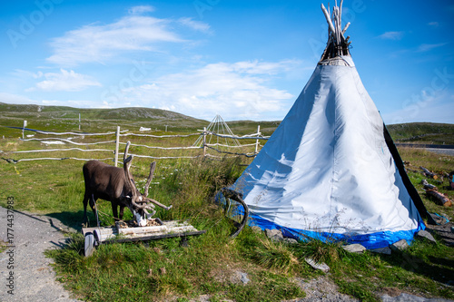 Deer and reindeer in the area of town Honningsvag. The Sami are the people inhabiting the Arctic area.