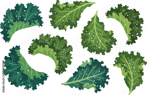 A collection of vibrant green kale leaves, each with a distinct ruffled texture and detailed veins, presented against a clean white background.