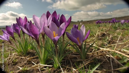 small flowering plant belonging to the iris family that blooms in early spring  often one of the first signs of the new