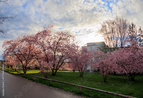 Ornamental cherry trees in bloom at Petuelpark in Munich Milbertshofen on a cloudy day in spring