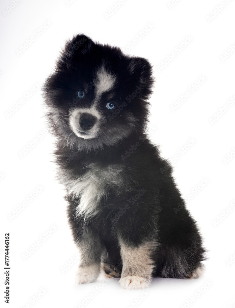 Obraz premium Pomsky in studio