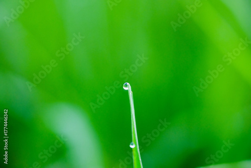 Water drop on green grass in the morning. Shallow depth of field.