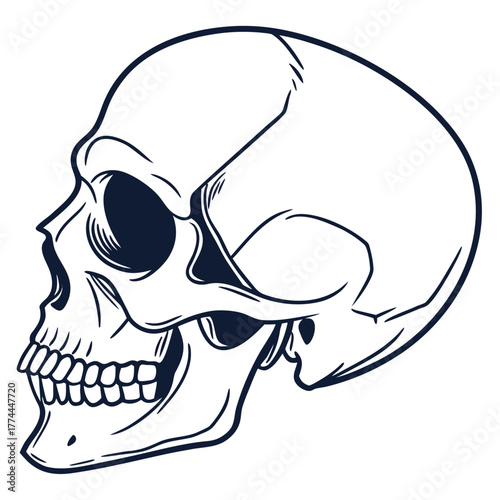 A detailed monochrome line drawing of a human skull in profile, facing left, showing teeth and bone structure.