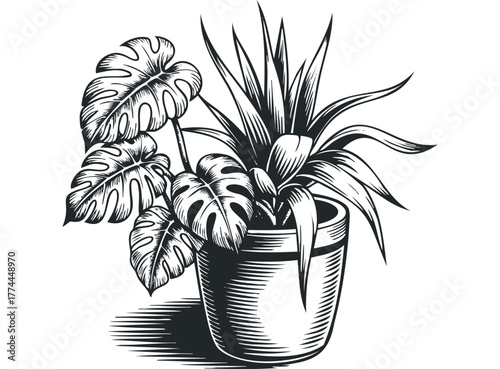 Potted Monstera and Spiky Houseplant