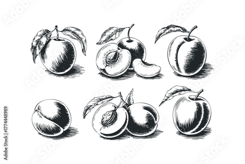 Sketch of Fresh Peaches with Leaves