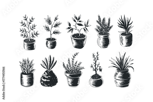 Collection of potted plants in various styles